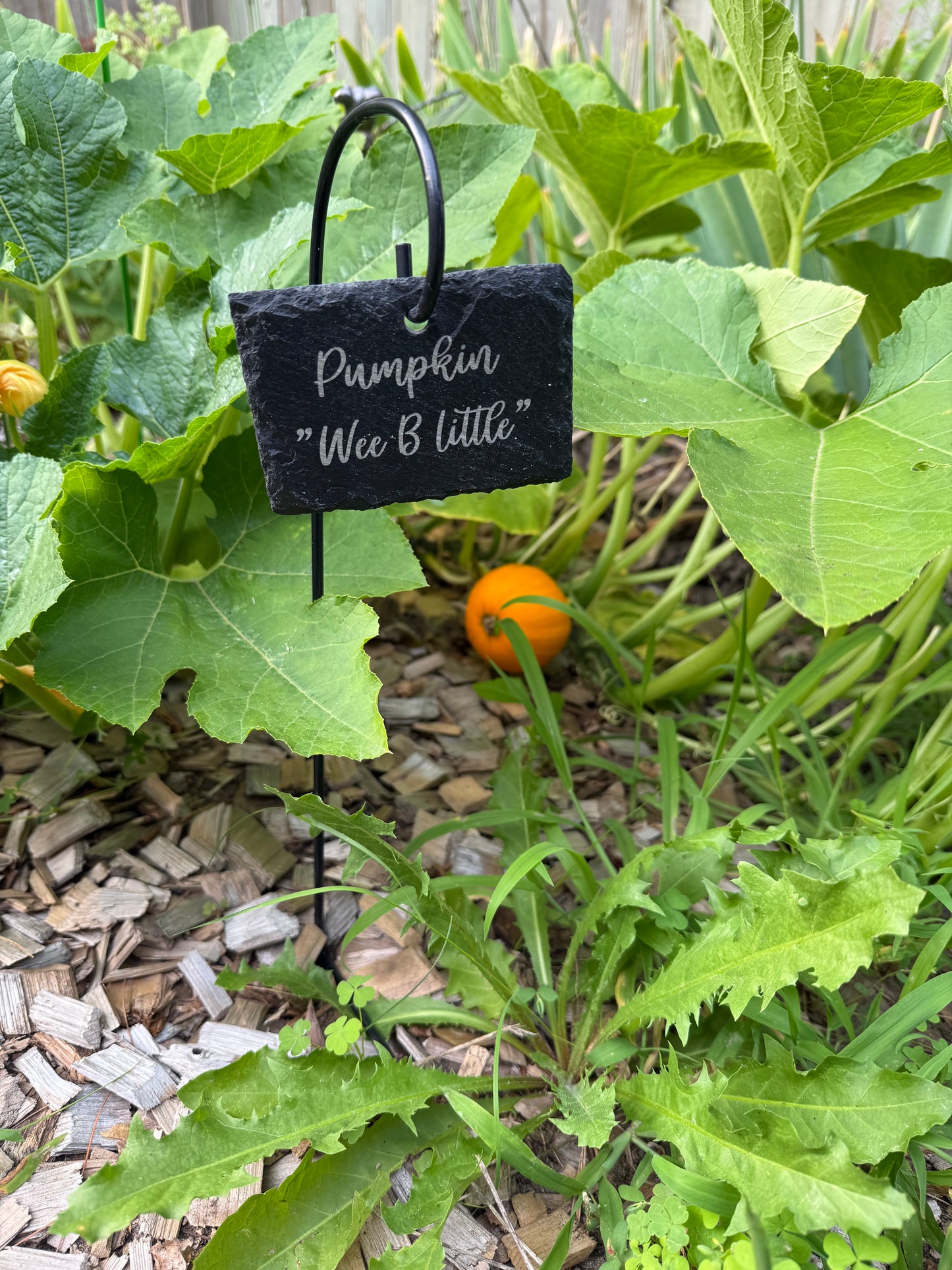 Little pumping growing in garden and sign is labeling it 