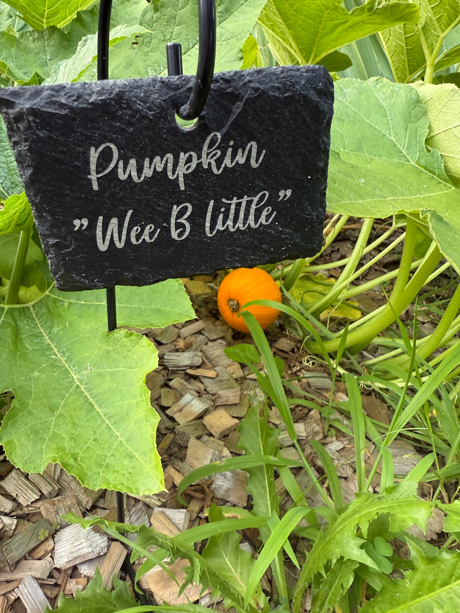 Pumpkin custom sign with pumpkin set for fall 